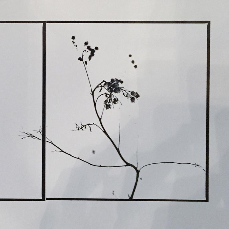 Фотография в раме Деревья 1 Photo Trees 1