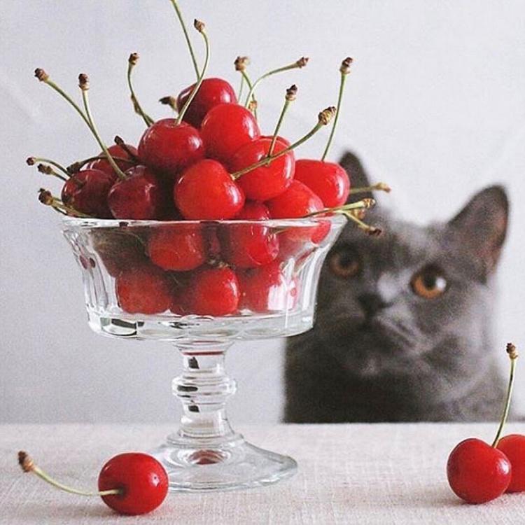 Креманка Перигор Perigord Champagne Glass