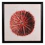 Картина-принт Urchin Red
