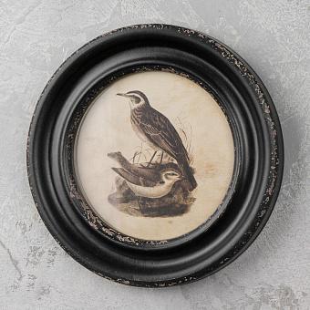 Oiseau Long Bec Cadre Rond