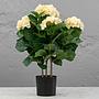 Искусственное растение Hydrangea Bush Cream Vanilla 55 cm