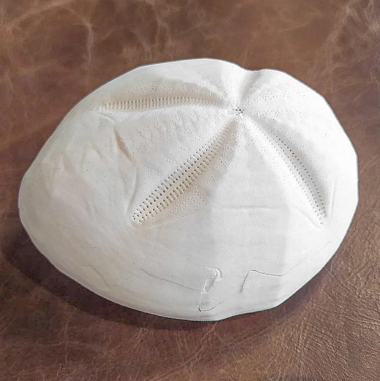 Панцирь Морского ежа дисконт Test D'Oursin Metalia discount4