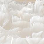 перья White Feathers