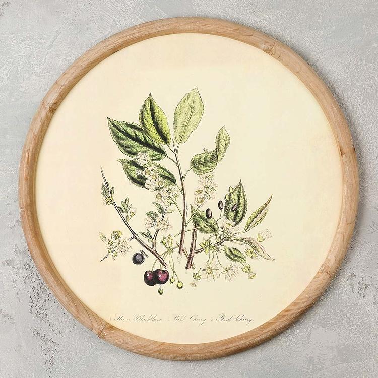 Набор из четырёх картин Флора Set Of 4 Round Frame Prints Flora