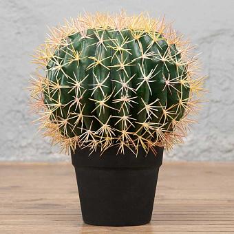 Barrel Cactus 35 cm