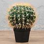 Искусственное растение Barrel Cactus 35 cm