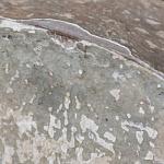 сосна Wood Old Pharmacy