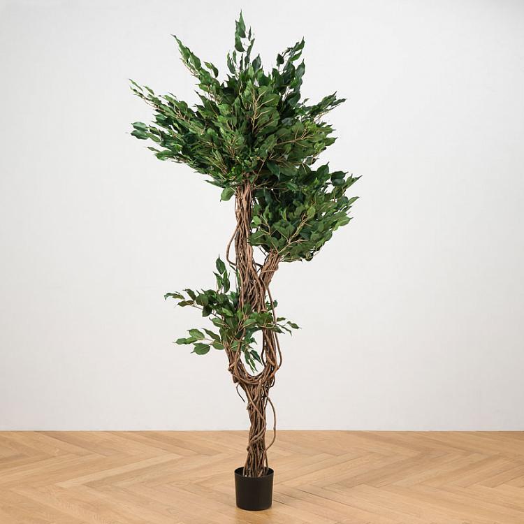 Искусственный фикус Бенджамина Селеста, L Celeste Ficus Benjamina 180 cm