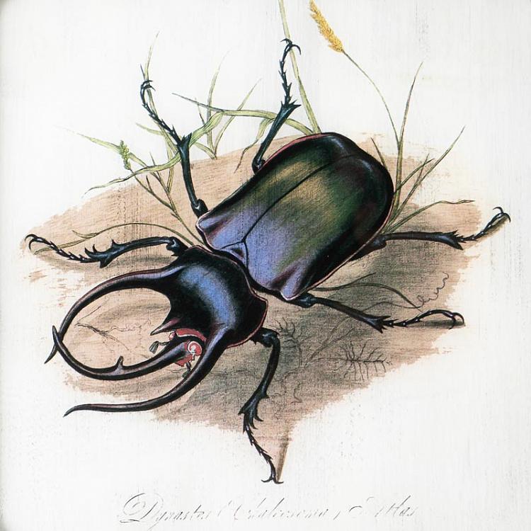 Картина-принт Насекомое Insect Glass Frame