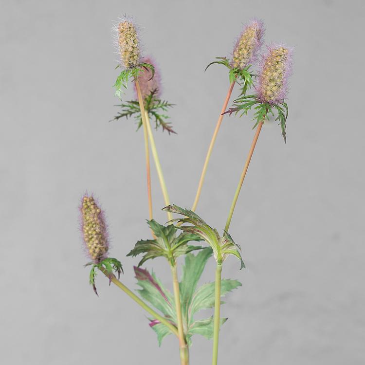 Искусственный светло-сиренево-зелёный эрингиум Элегант Elegant Eryngium Light Lilac 52 cm