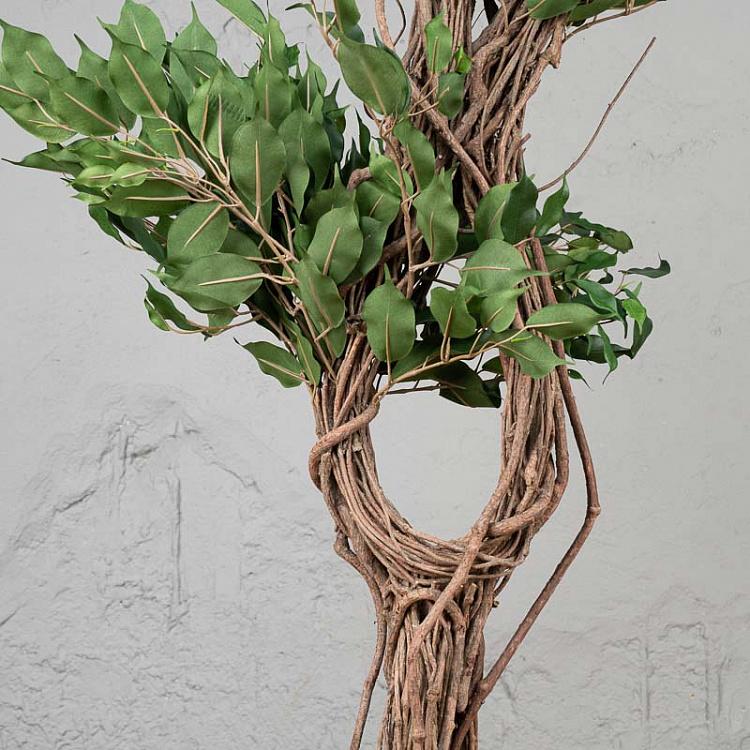 Искусственный фикус Бенджамина Селеста Celeste Ficus Benjamina 210 cm