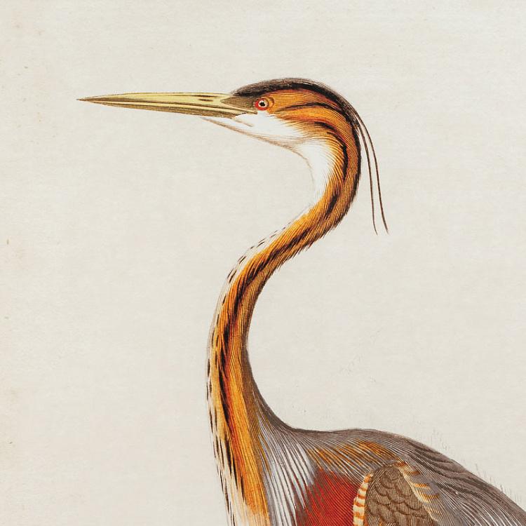 Картина-принт Цапля Nature Heron