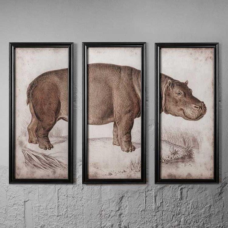Картина-принт триптих Гиппопотам Set Of 3 Nature Hippo