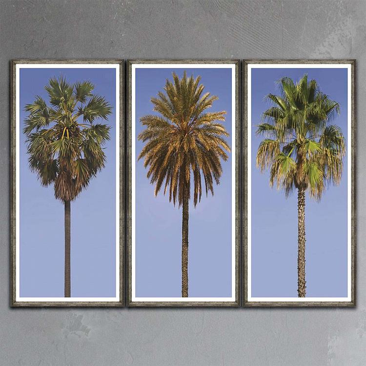 Фото-принт триптих в серебристой раме Высокие пальмы Set Of 3 Tall Palms, Pewter Frame
