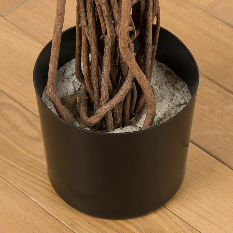 Искусственный фикус Бенджамина Селеста, L Celeste Ficus Benjamina 180 cm