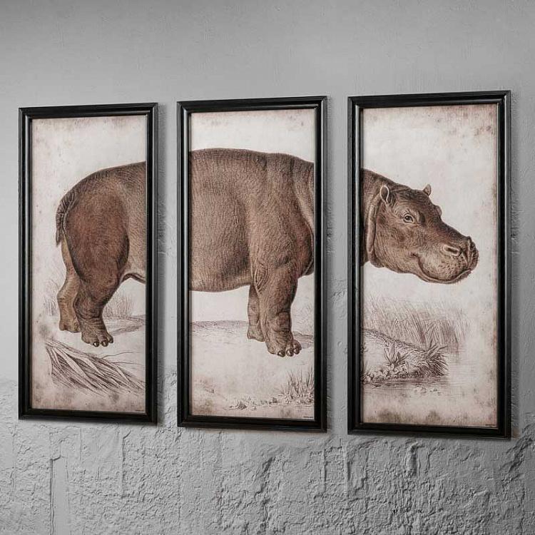 Картина-принт триптих Гиппопотам Set Of 3 Nature Hippo
