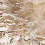 перья Light Brown Feathers