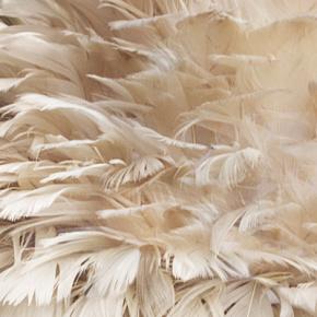 перья Light Brown Feathers