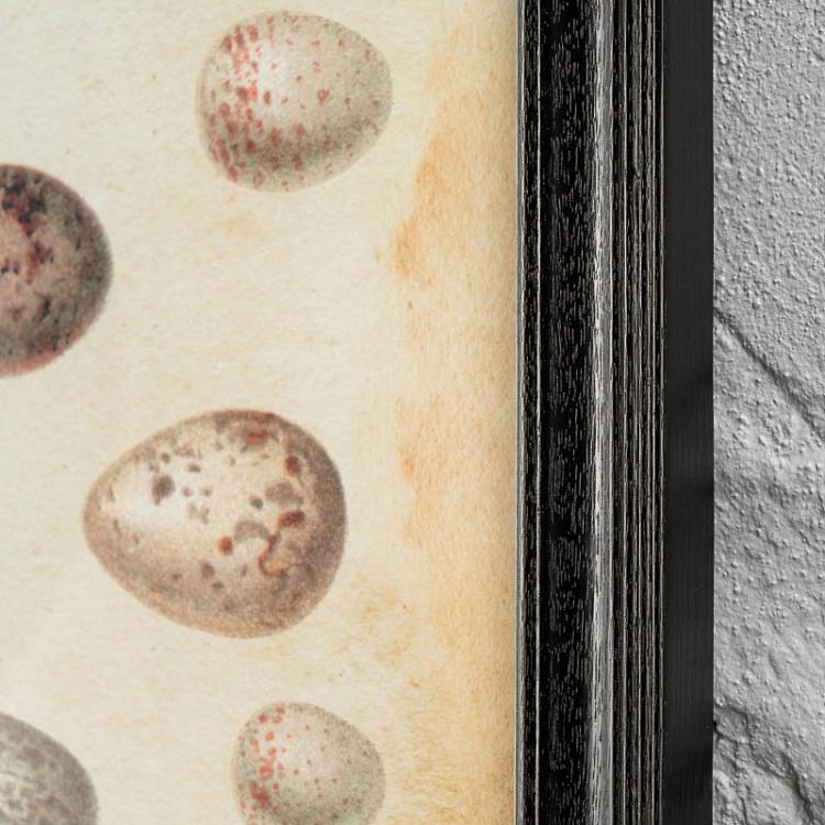 Картина-принт Яйца Animals Eggs