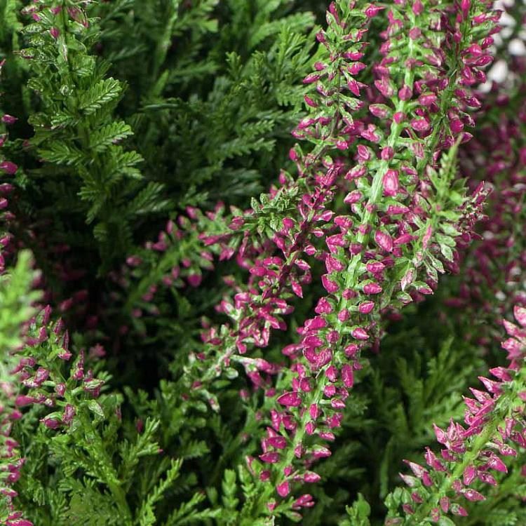 Искусственный тёмно-сиреневый вереск Эрика Erica Dark Lilac Heather Bush 35 cm