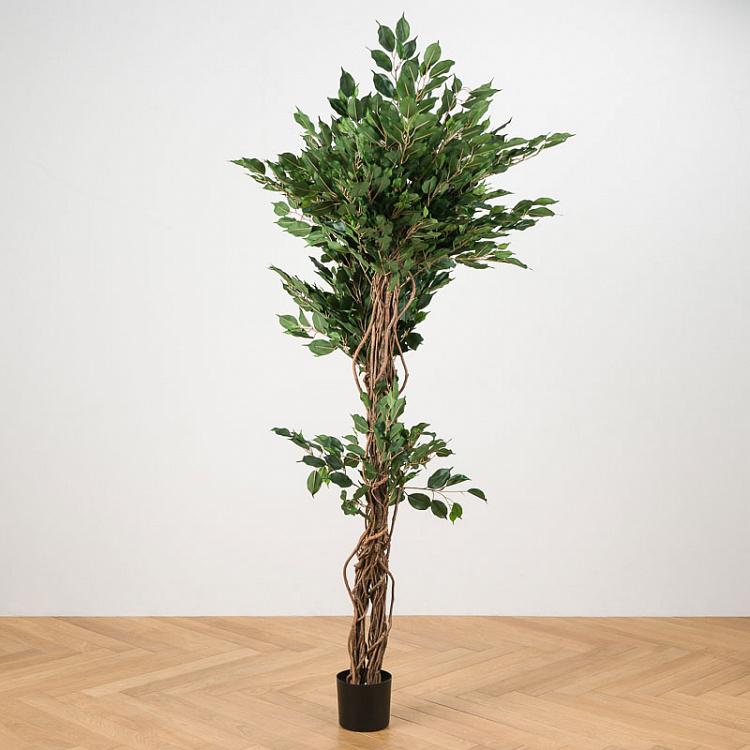 Искусственный фикус Бенджамина Селеста, L Celeste Ficus Benjamina 180 cm