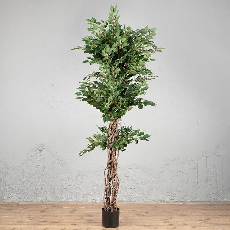 Искусственный фикус Бенджамина Селеста Celeste Ficus Benjamina 210 cm