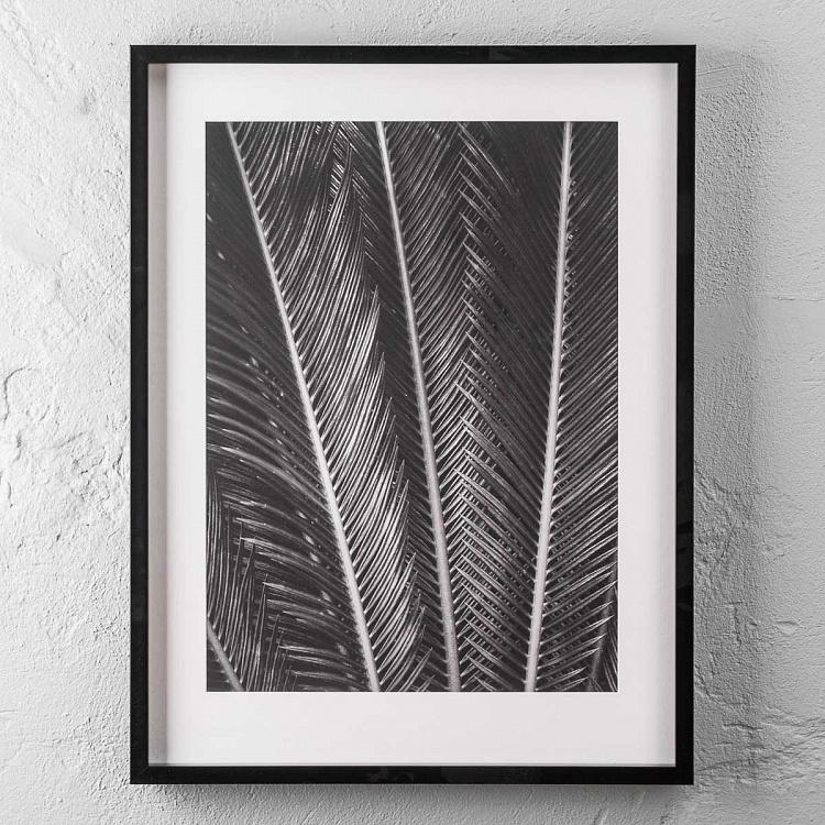 Фото-принт в чёрной раме Листья саговой пальмы Sego Fan, Black Box Frame