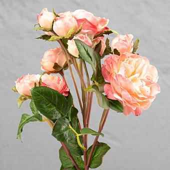 David Austin Rose Pink Cream 51 cm
