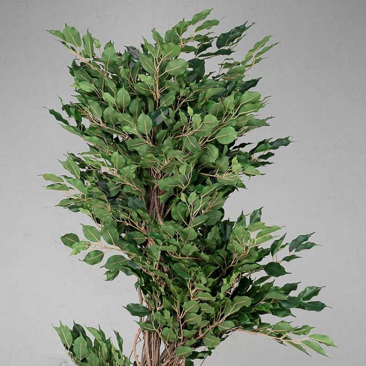 Искусственный фикус Бенджамина Селеста Celeste Ficus Benjamina 210 cm