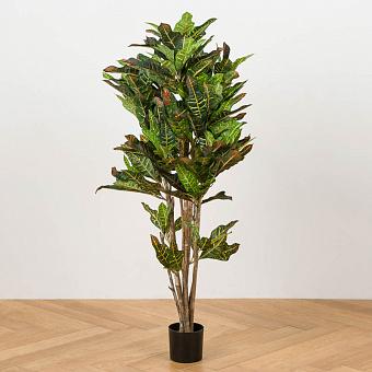 Croton Tree 120 cm