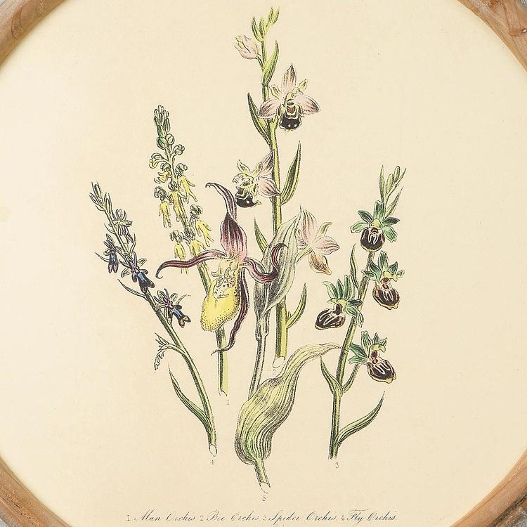 Набор из четырёх картин Флора Set Of 4 Round Frame Prints Flora