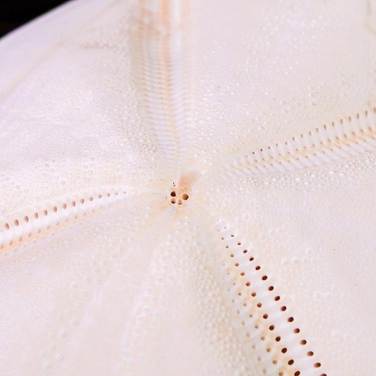 Панцирь Морского ежа Test D'Oursin Metalia