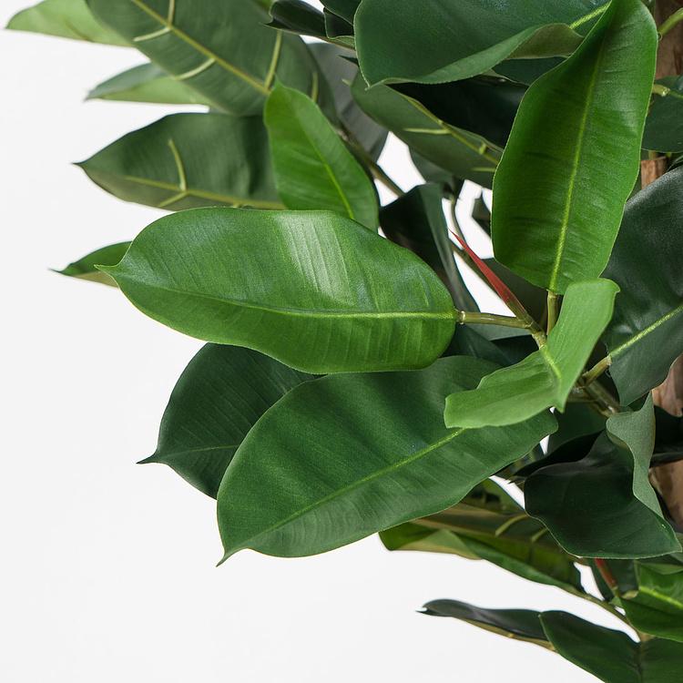 Искусственный фикус Эластика, L Elastica Ficus Tree 180 cm