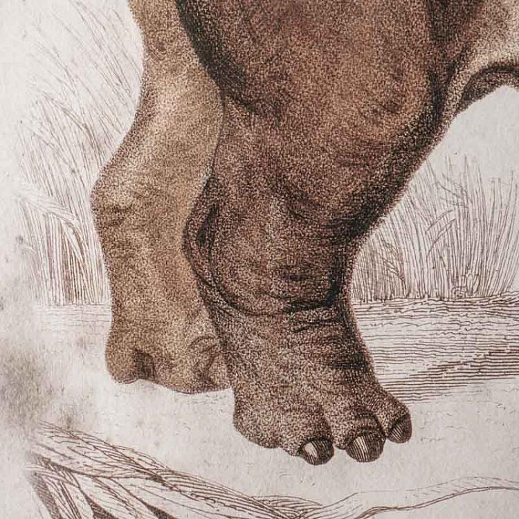 Картина-принт триптих Гиппопотам Set Of 3 Nature Hippo