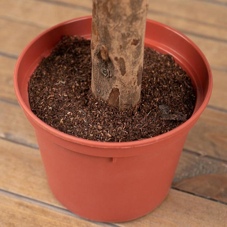 Искусственное лавровое дерево Laurel Ball Tree 60 cm