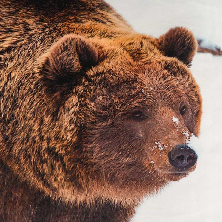 Декоративная подушка Медведь в снегу Bear In Snowy Landscape Cushion