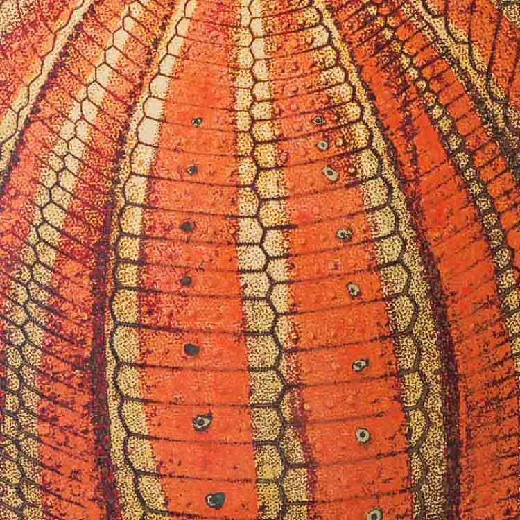 Картина-принт Оранжевый морской ёж Urchin Orange