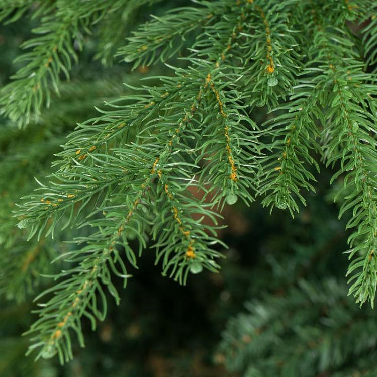 Искусственная новогодняя ёлка без лампочек, 215 см Green Spruce Without Light Bulbs 215 cm