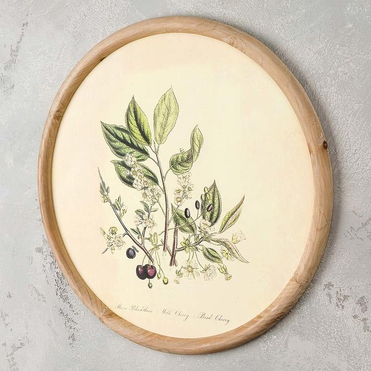 Набор из четырёх картин Флора Set Of 4 Round Frame Prints Flora