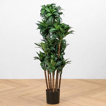 Dracaena Compacta 120 cm