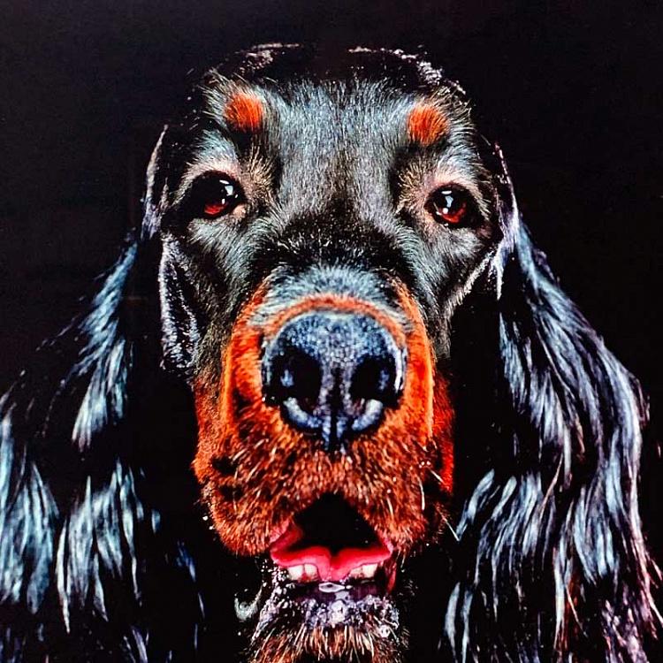 Фотография в рамке Собака 1 Dog 1 Photo