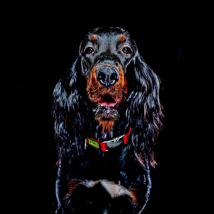 Фотография в рамке Собака 1 Dog 1 Photo