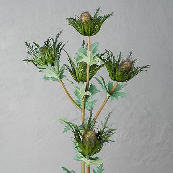 Giganteum Eryngium Smoky Purple 75 cm