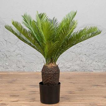 Cicas Palm 65 cm