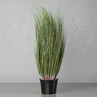 Sedge Bush 90 cm