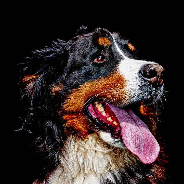 Фотография в рамке Собака 4 Dog 4 Photo