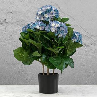 Hydrangea Bush Dark Blue 55 cm