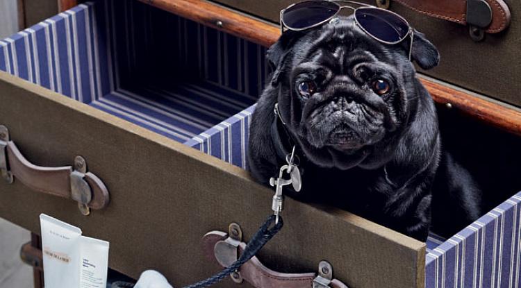 Ида Лоло и её верный спутник в журнале InStyle