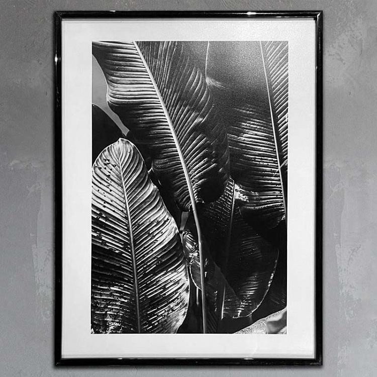 Фотография в рамке Ботаника 1 Botany 1 Photo