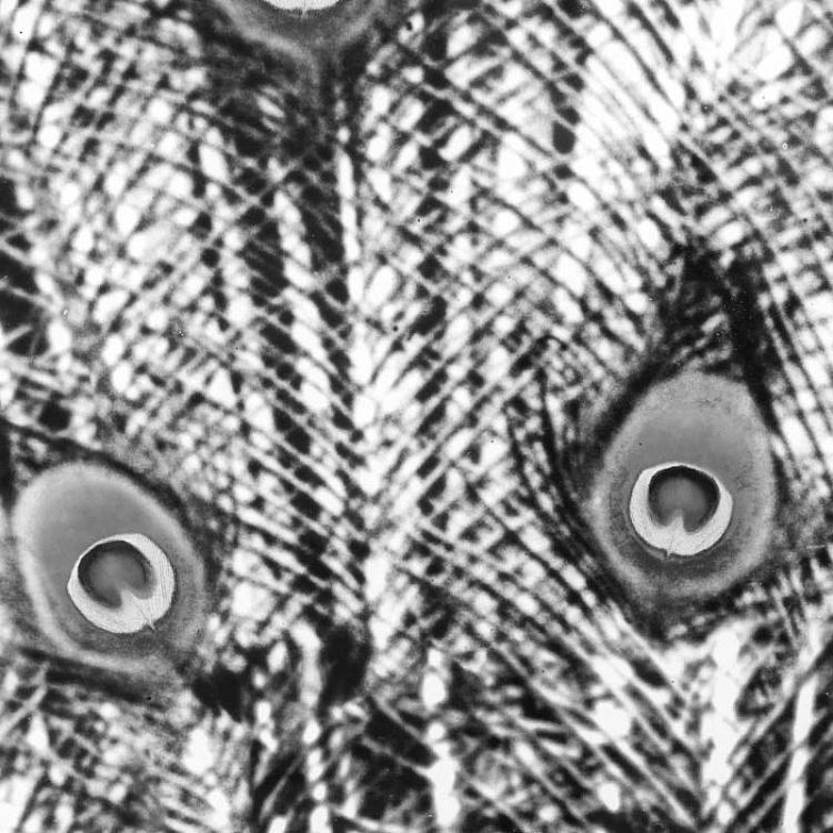 Панорамная картина-принт Хвост Павлина чёрно-белая, правая часть Animal Peacock Black White 3 Right